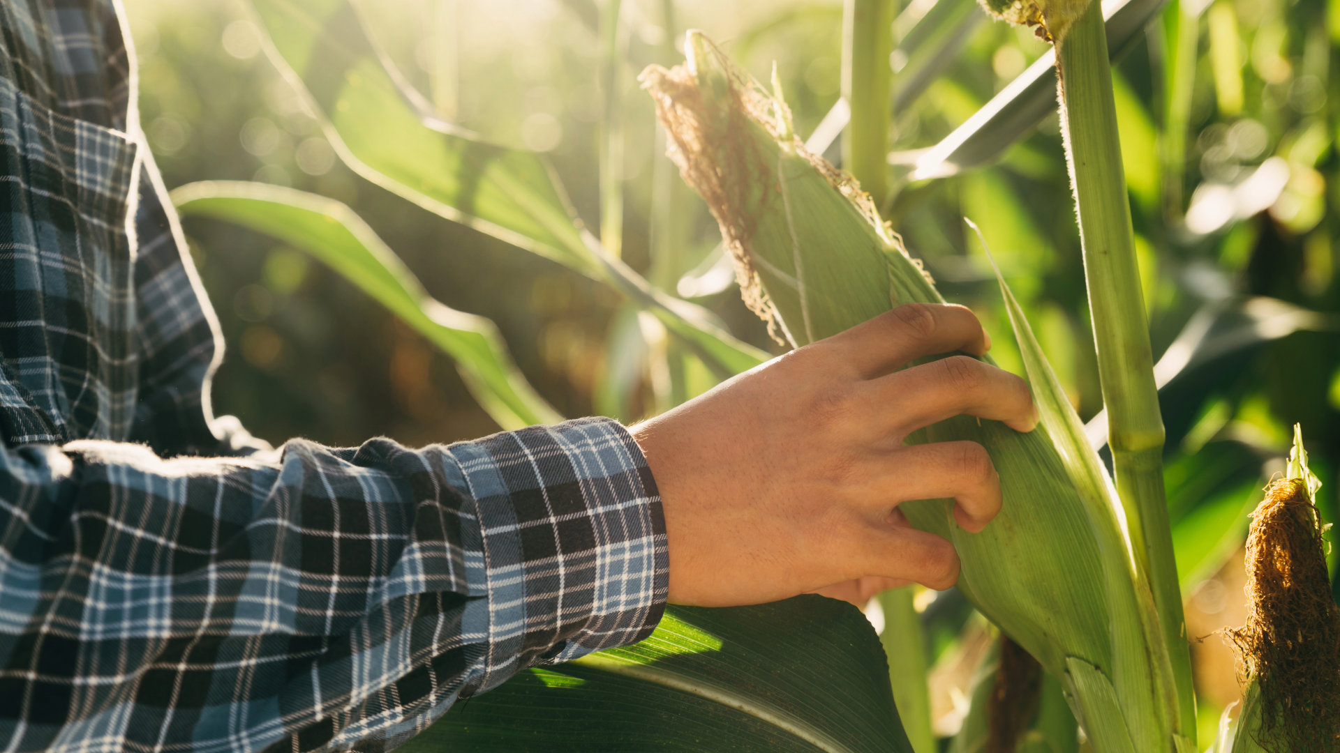 ag econ forecast (5)