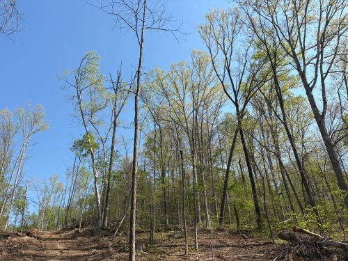4.5 +/- Acres Secluded Recreational Retreat Greene County